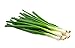 Photo Scallion Bunching Onion Seeds, 250+ Evergreen Hardy White, Heirloom, Non-GMO, Allium fistulosum new bestseller 2024-2023