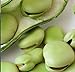 Photo Aquadulce Fava Bean Seeds, 25 Premium Heirloom Seeds Per Packet, Non GMO Seeds, Botanical Name: Vicia faba, Isla's Garden Seeds new bestseller 2024-2023