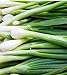 Photo 300 Tokyo Long White Bunching Onion Seeds | Non-GMO | Fresh Garden Seeds new bestseller 2024-2023