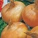 Photo Park Seed Granex Hybrid 33 Vidalia Style Sweet Yellow Onion Seeds, Pack of 200 Seeds new bestseller 2024-2023