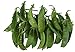 Photo Oregon Giant Snow Pea Seeds- 50 Count Seed Pack - Non-GMO - Finest Tasting, Most Vigorous Snow peas. Use Them for Colorful Tasty stir-Fry Recipes or eat raw. - Country Creek LLC new bestseller 2024-2023