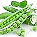 Photo Earthcare Seeds Peas Little Marvel Sweet Dwarf Bush Pea 50 Seeds (Pisum sativum) No GMO – Open Pollinated - Heirloom new bestseller 2024-2023