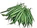 Photo Burpee Stringless Green Pod Bush Bean Seeds 4 ounces of seed new bestseller 2024-2023