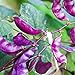 Photo Outsidepride Purple Hyacinth Bean Red Leaved Plant Vine Seed - 100 Seeds new bestseller 2024-2023