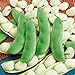 Photo Seed Needs, Henderson Lima Bush Bean (Phaseolus vulgaris) Bulk Package of 150 Seeds Non-GMO new bestseller 2024-2023