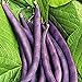 Photo Royal Burgundy Bush Bean Seeds, 30 Heirloom Seeds Per Packet, Non GMO Seeds, Isla's Garden Seeds new bestseller 2024-2023