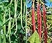Photo 60 Heirloom Red&Green Long Bean Seeds - Long Asparagus Bean Noodle Pole Bean Garden Vegetable Seeds - Green and Red Fresh Chinese Vegetable Seeds for Planting Outside or Yard new bestseller 2024-2023