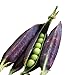 Photo Burpee Purple Podded Pea Seeds 200 seeds new bestseller 2024-2023