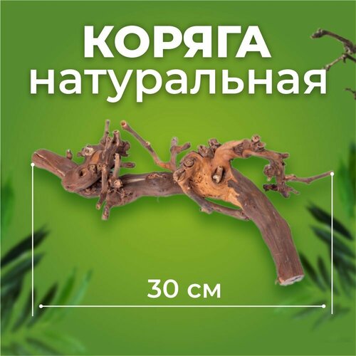 фотография Коряга Виноградная лоза темная 30 см, купить онлайн за 1650 рубл