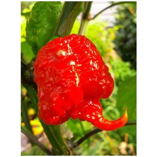 фотография Семена Острый перец Carolina Reaper red, 5 штук, купить онлайн за 450 рубл