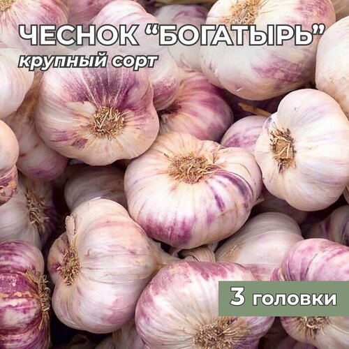 фотография Чеснок крупный 